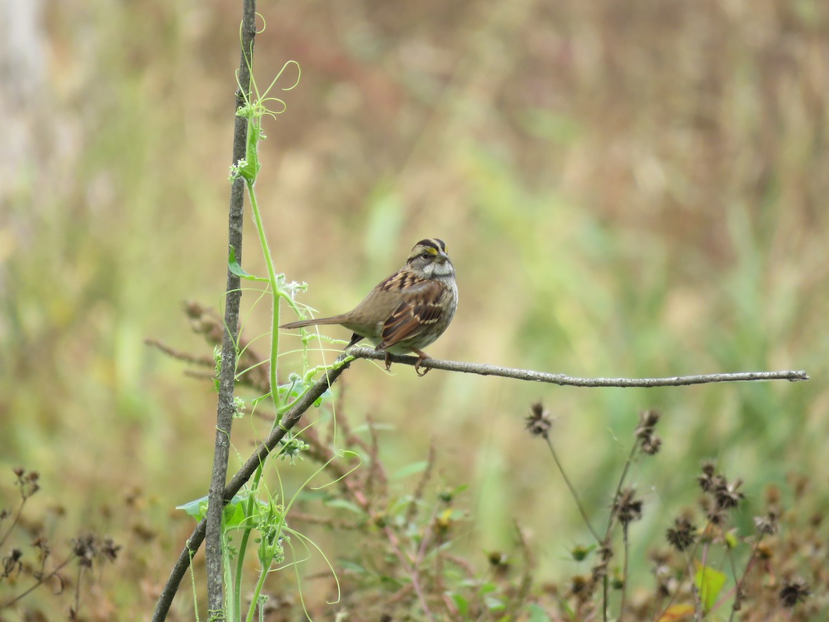 White-throated Sparrow - ML609726332