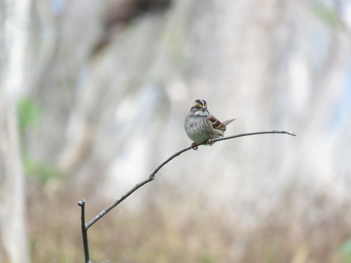 White-throated Sparrow - ML609726333