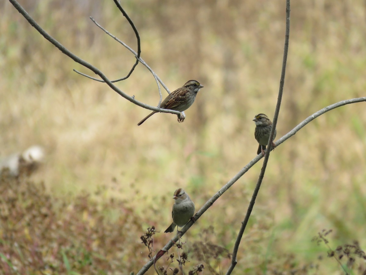 White-crowned Sparrow - ML609726338