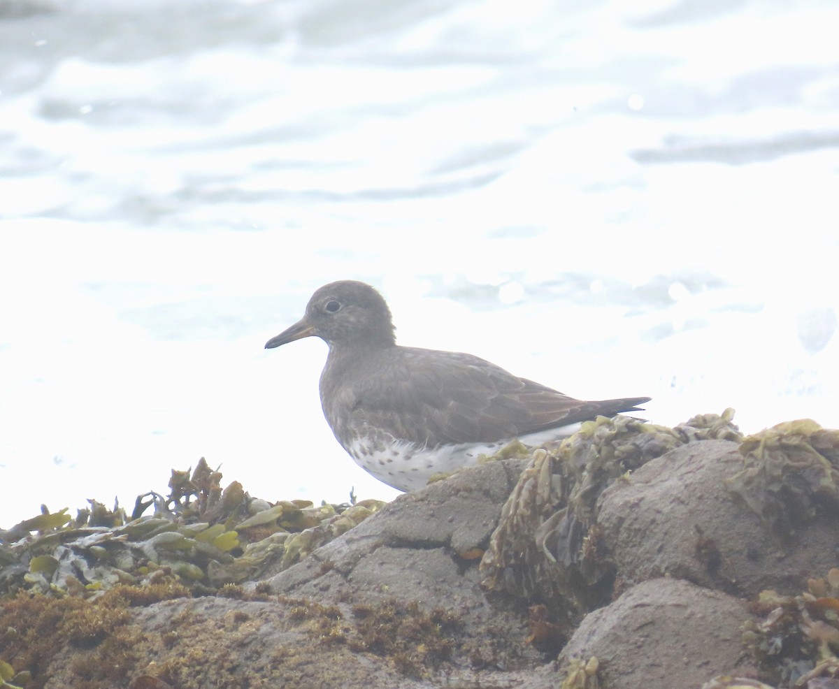 Surfbird - ML609726363