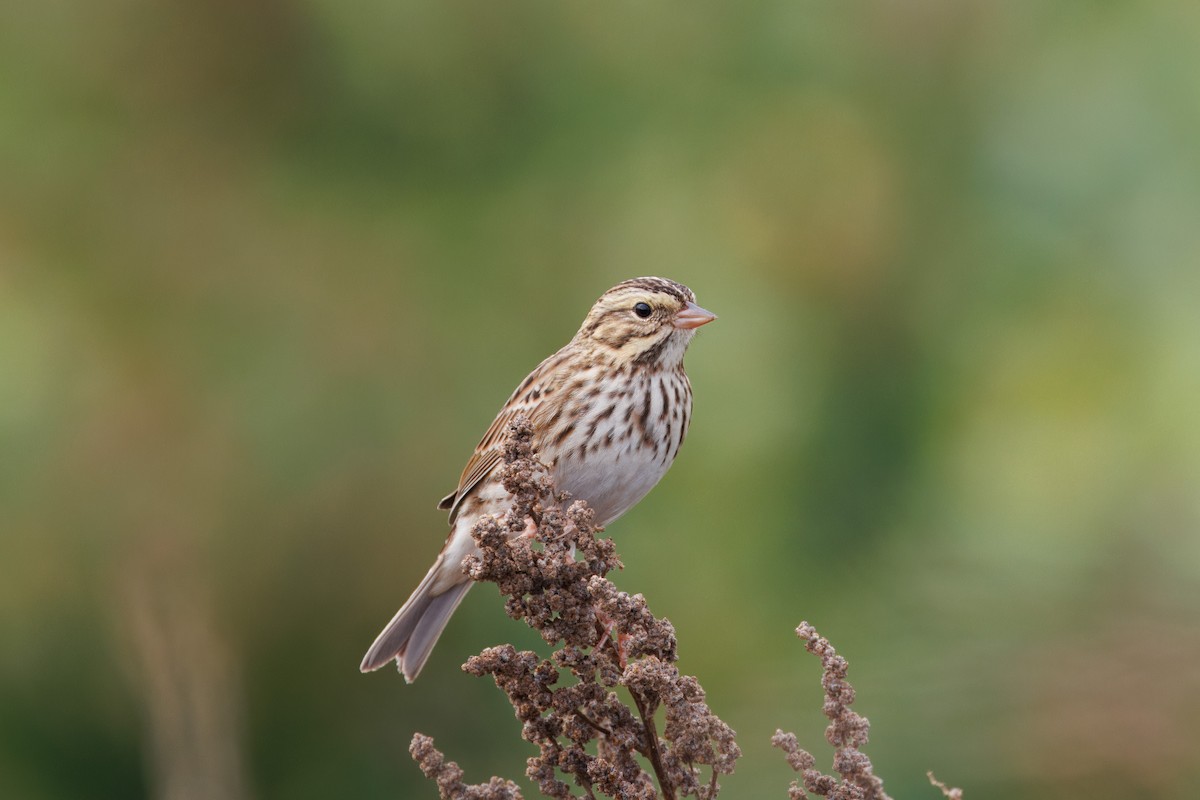 Savannah Sparrow - John Callender