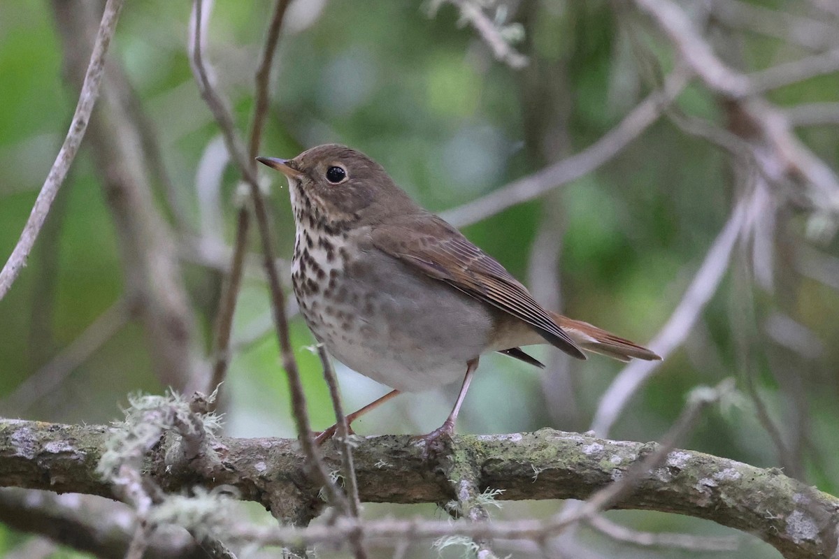 Hermit Thrush - ML609726446