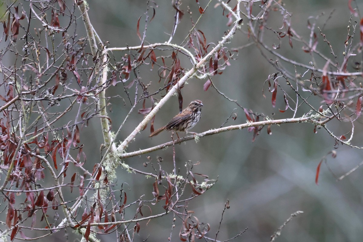 Song Sparrow - ML609726465