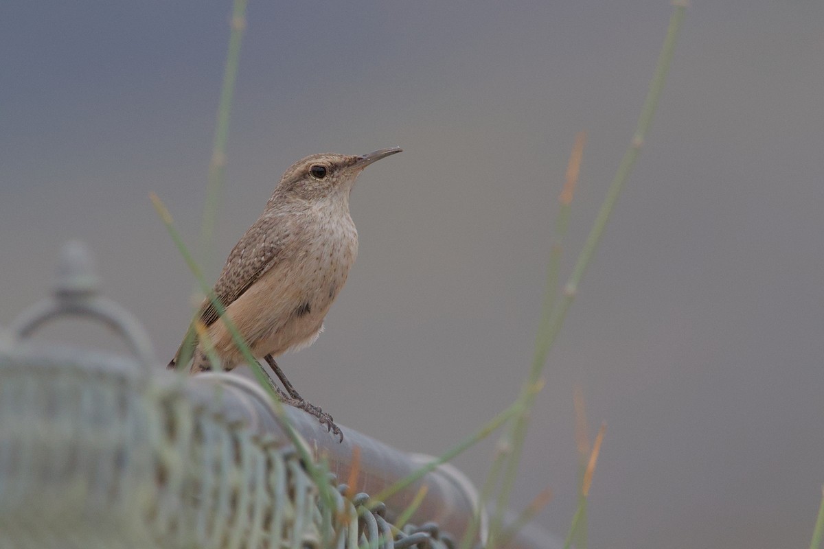 Rock Wren - ML609726536