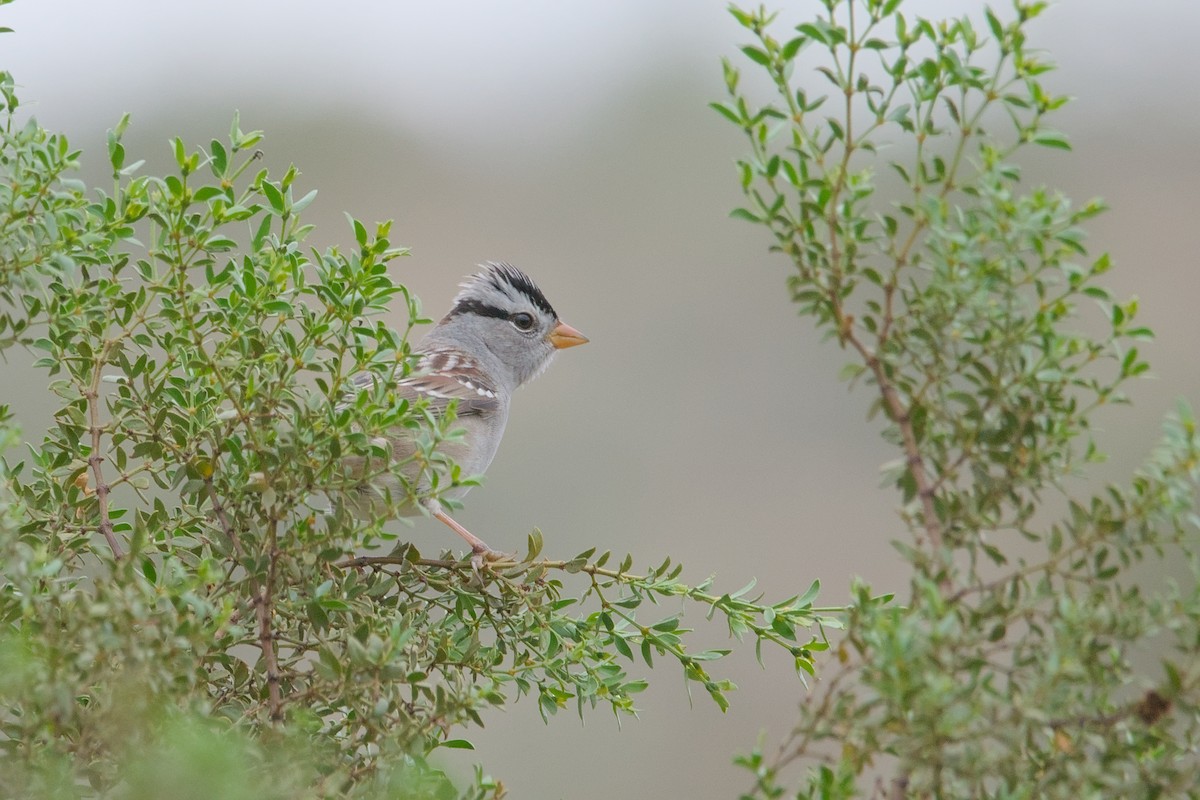 White-crowned Sparrow - ML609726544