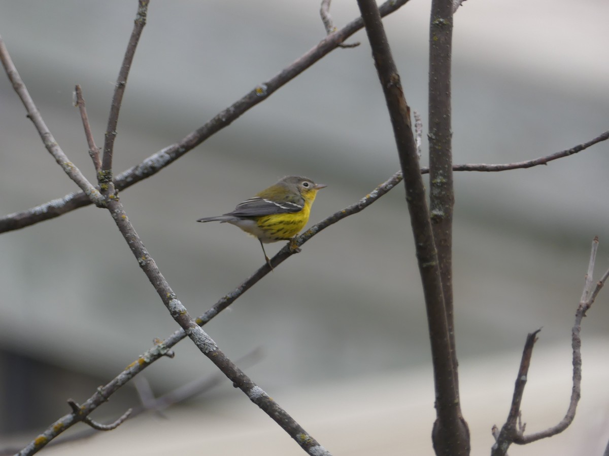 Magnolia Warbler - ML609726654