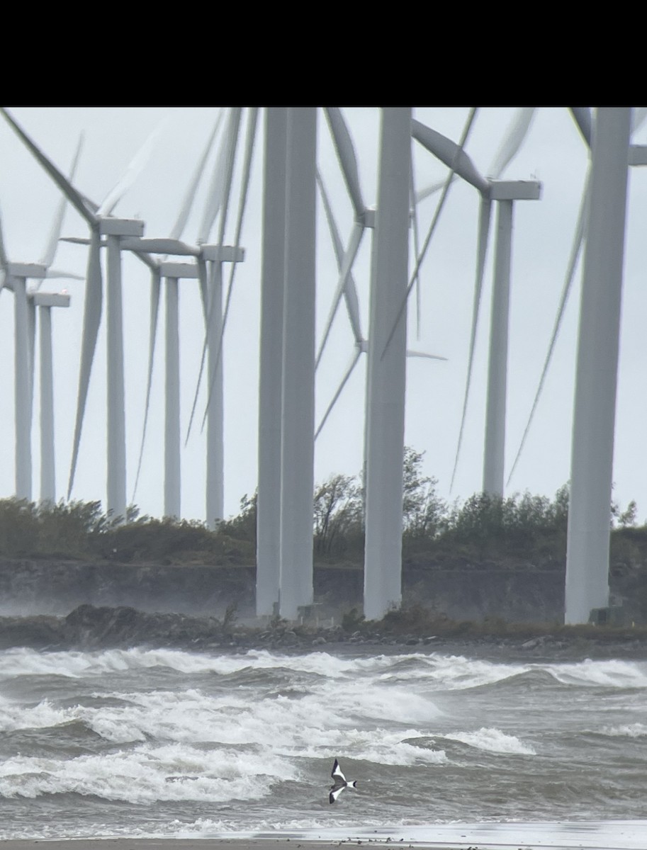 Sabine's Gull - Kevin Rybczynski