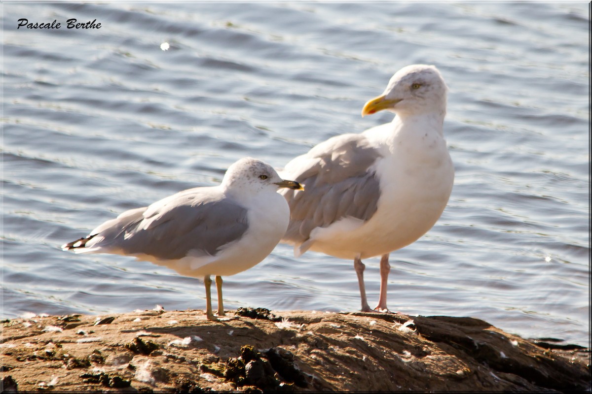 Herring Gull - ML609726719