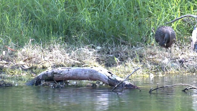 Pacific Black Duck - ML609726720