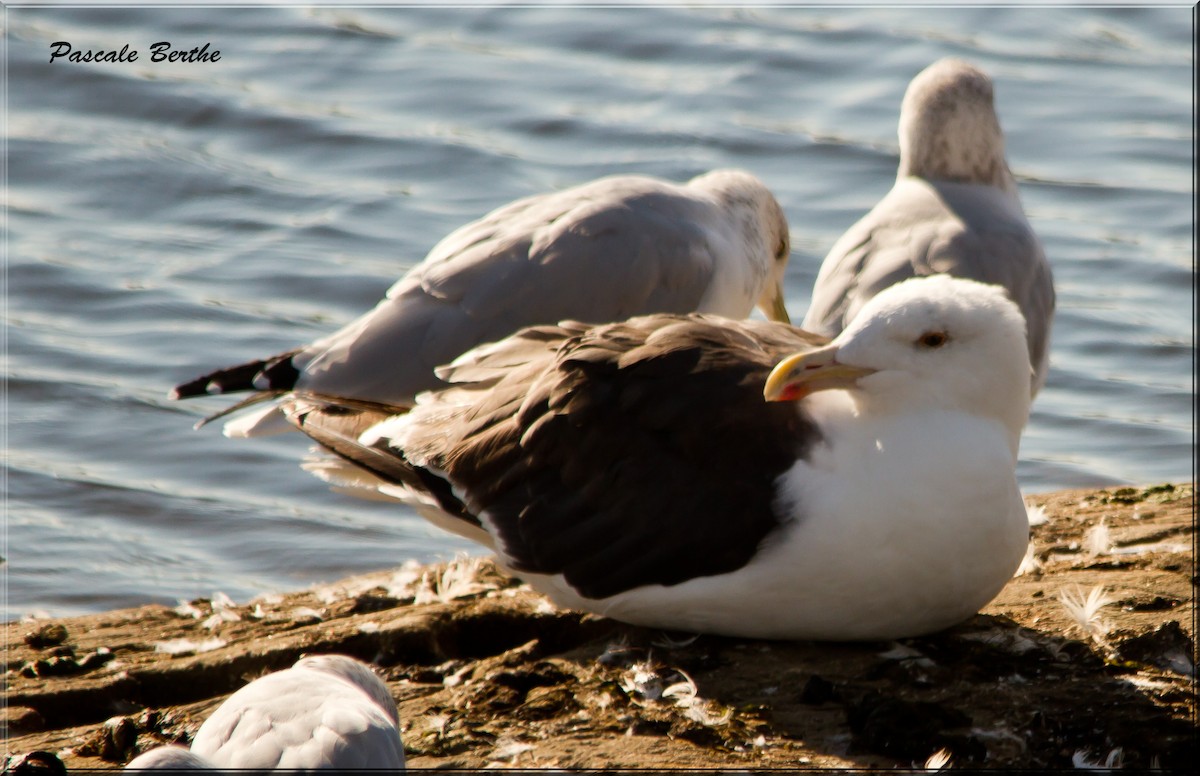 Great Black-backed Gull - ML609726722