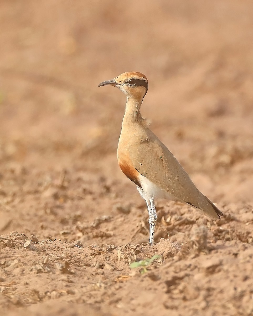 Temminck's Courser - ML609726874