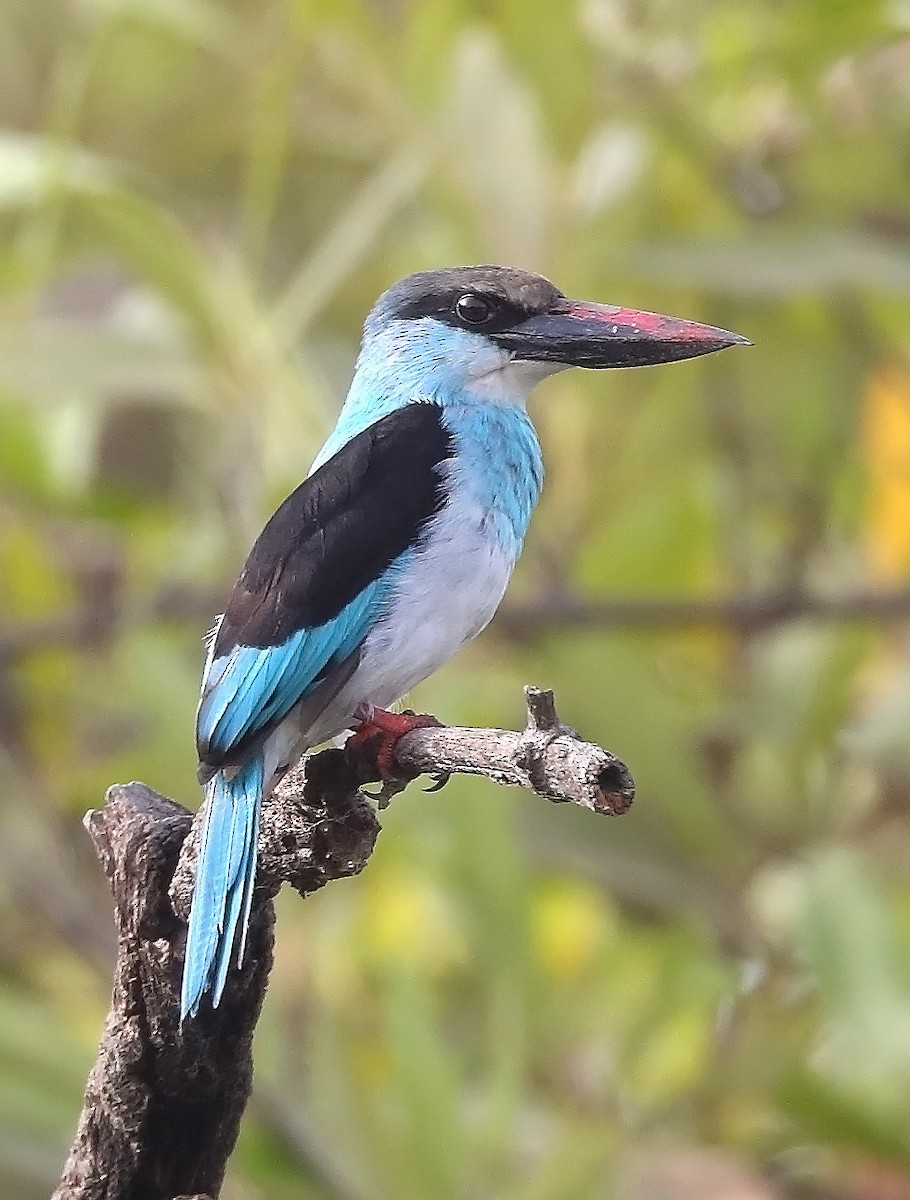 Blue-breasted Kingfisher - ML609726956