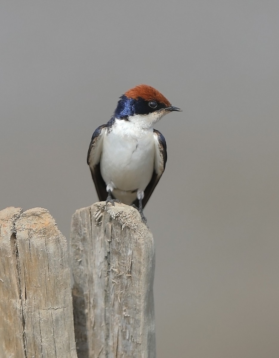 Wire-tailed Swallow - ML609726992
