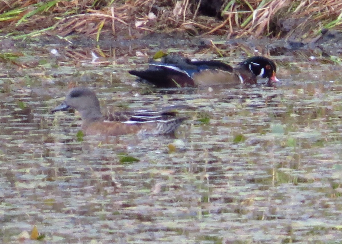 Wood Duck - ML609727235