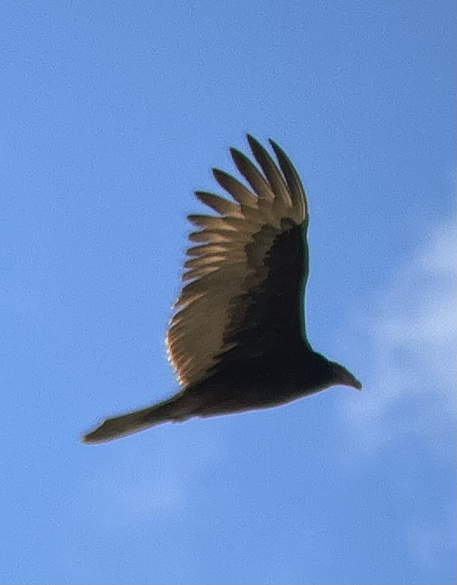 Turkey Vulture - ML609727255