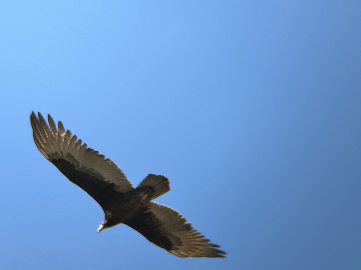 Turkey Vulture - ML609727256