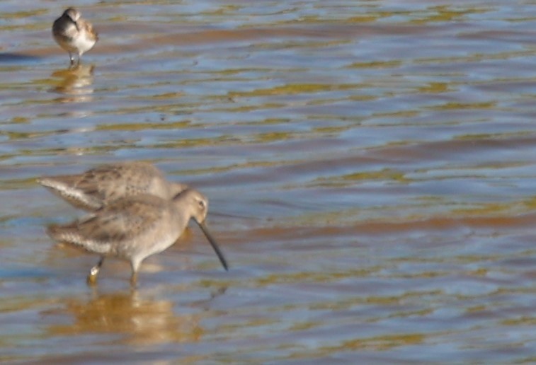 Long-billed Dowitcher - ML609727265