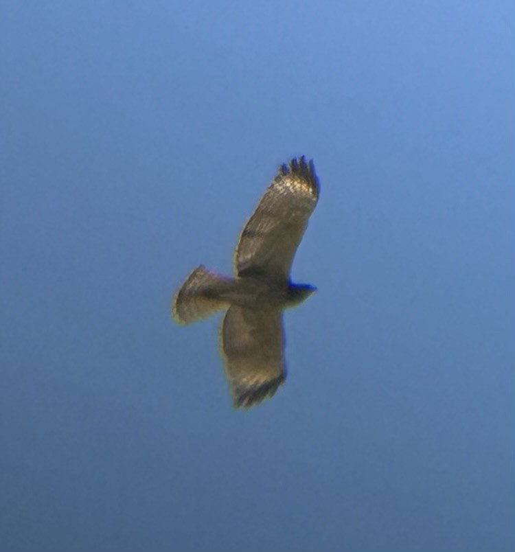 Red-shouldered Hawk - ML609727298