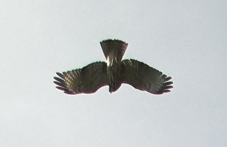 Red-shouldered Hawk - ML609727299