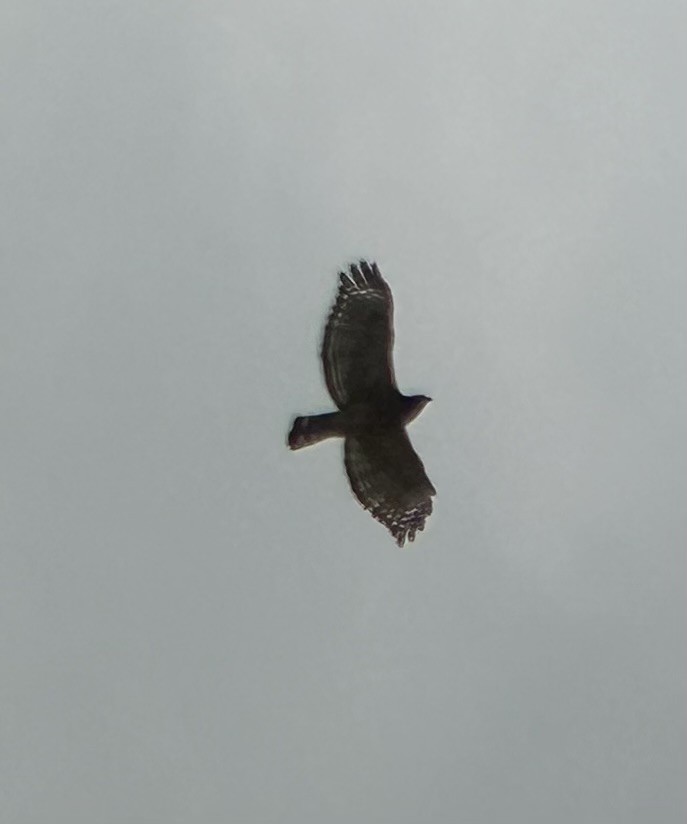 Red-shouldered Hawk - ML609727300