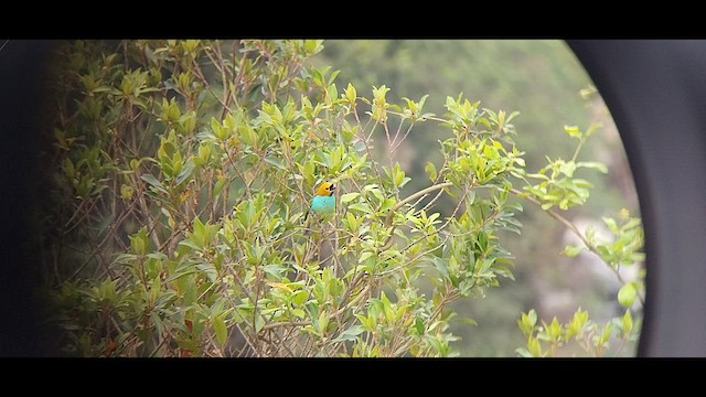 Calliste à ventre bleu - ML609727411