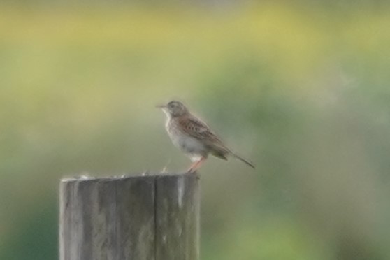 Australian Pipit - ML609727436