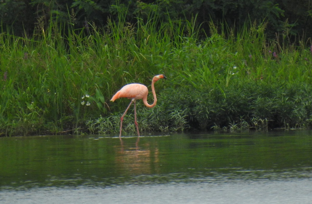 American Flamingo - ML609727585