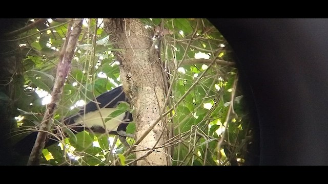 Red-billed Curassow - ML609727606