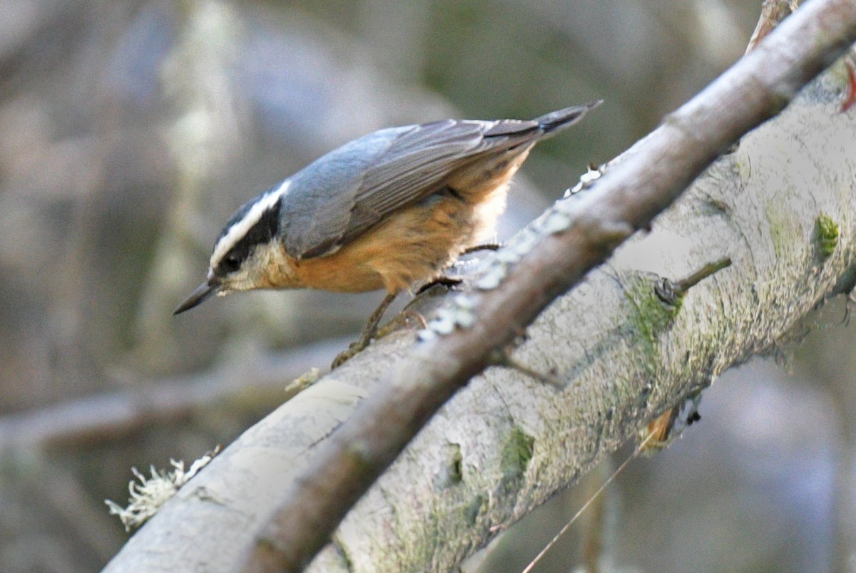 Red-breasted Nuthatch - ML609727614