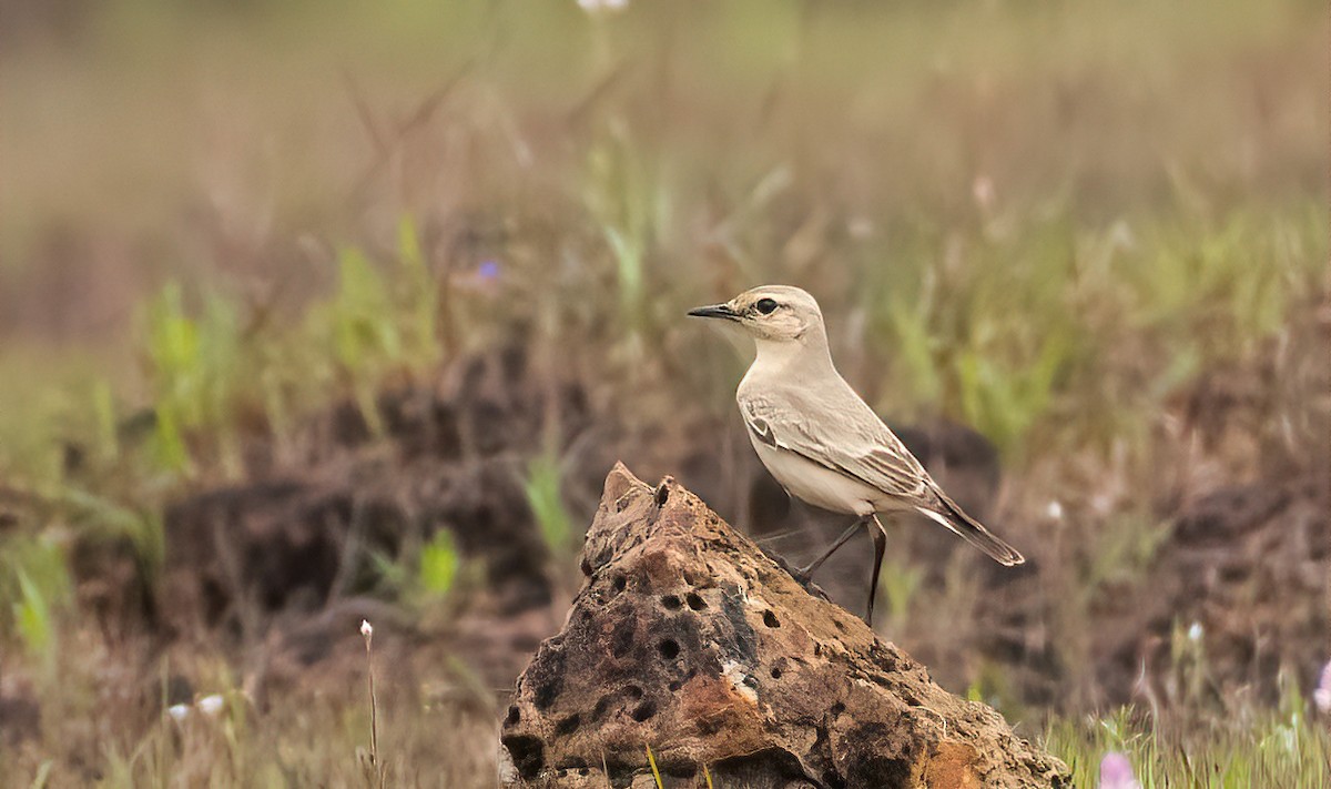 Isabelline Wheatear - ML609727658