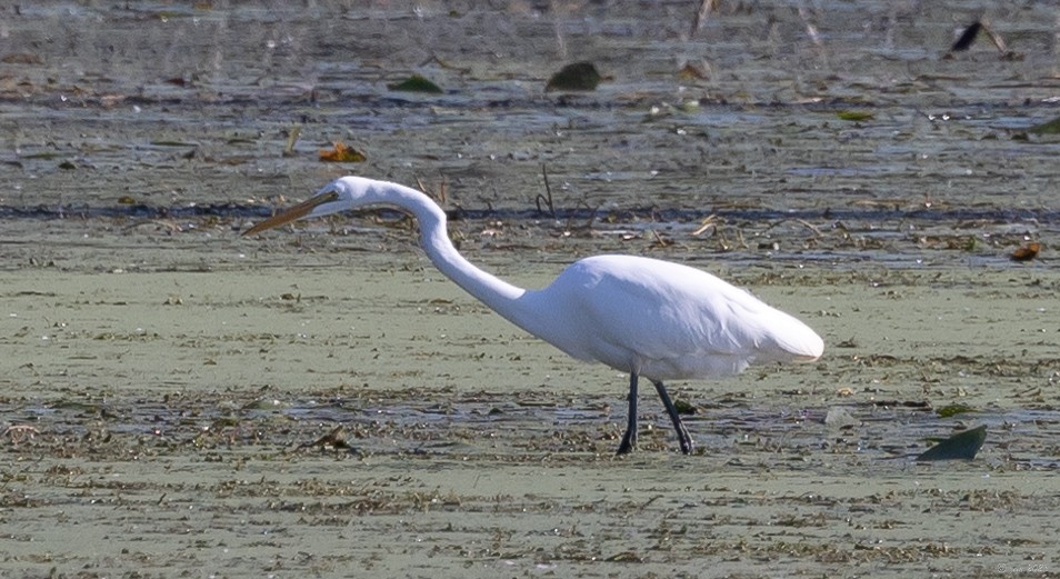 Great Egret - ML609727670