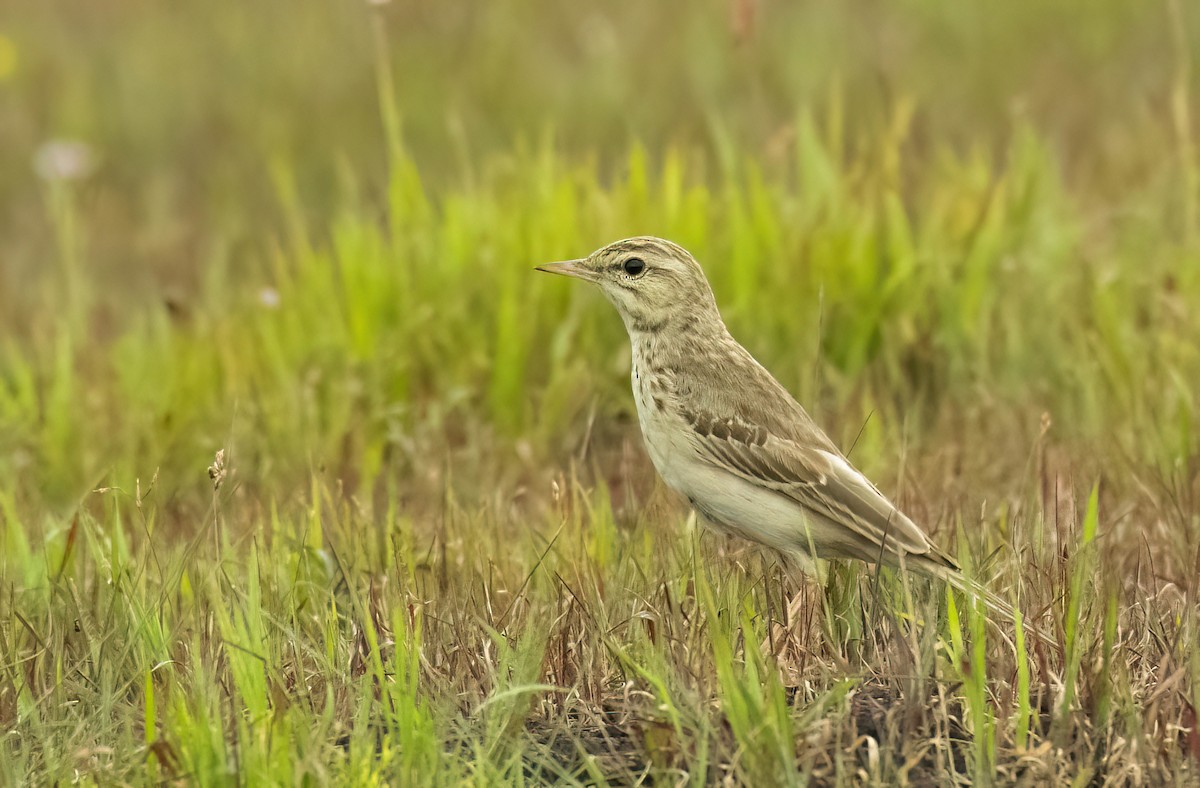 Pipit rousseline - ML609727746