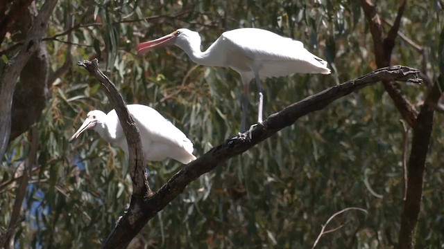 Yellow-billed Spoonbill - ML609727782