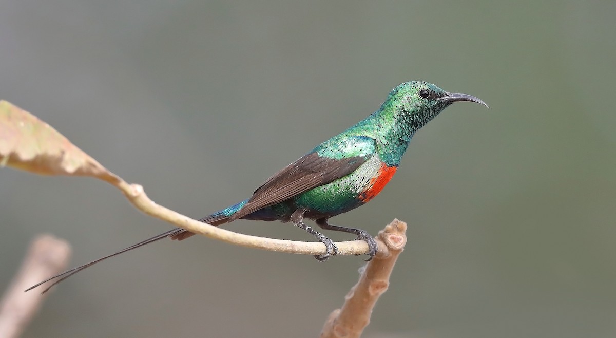 Beautiful Sunbird - ML609727816