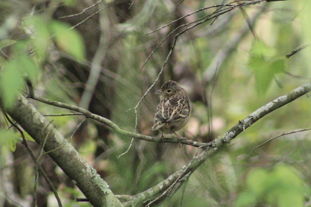 Grasshopper Sparrow - ML609727888