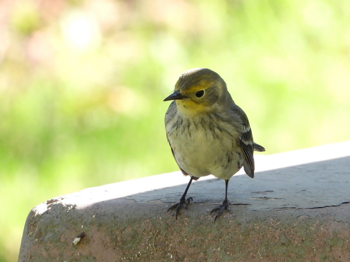 Setophaga sp. - Nurit Katz