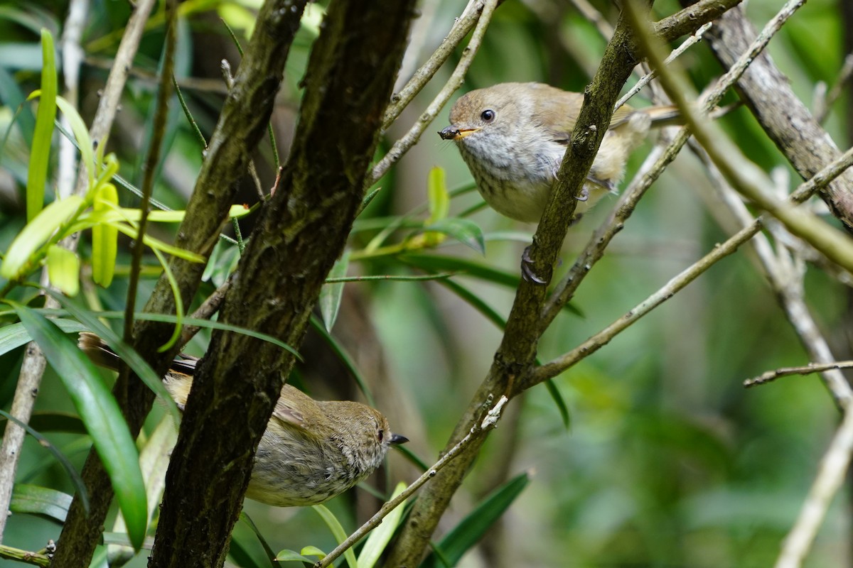 Brown Thornbill - ML609727967