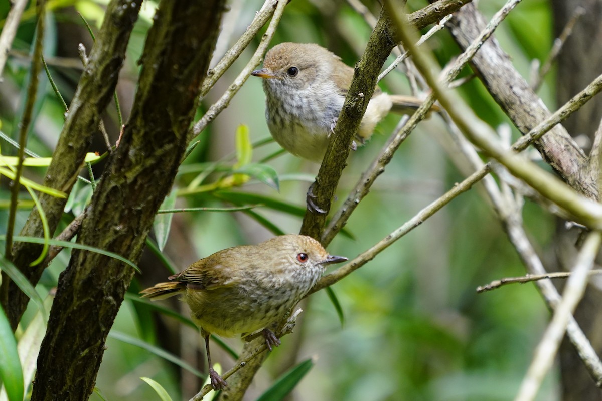 Brown Thornbill - Daniel Traub