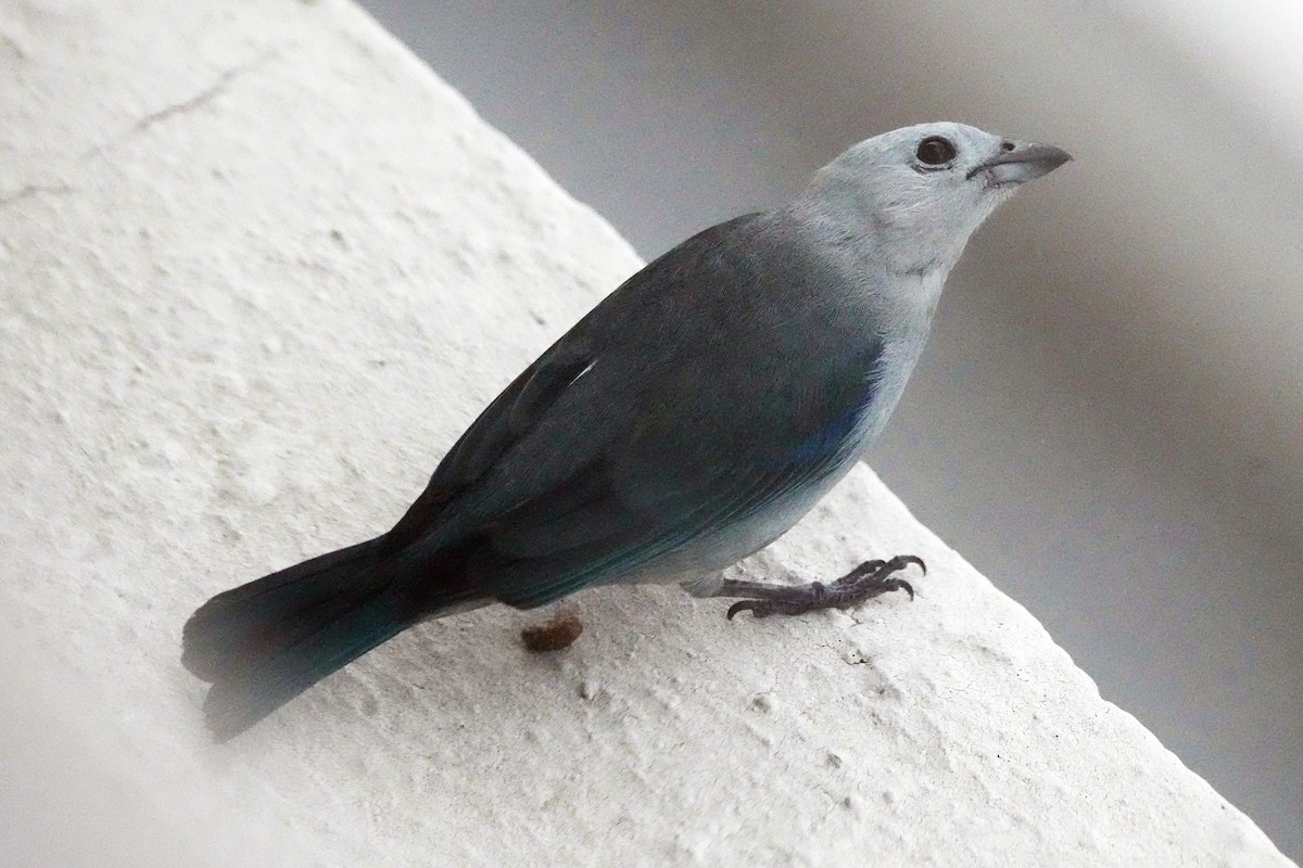 Blue-gray Tanager - Guy Stevens