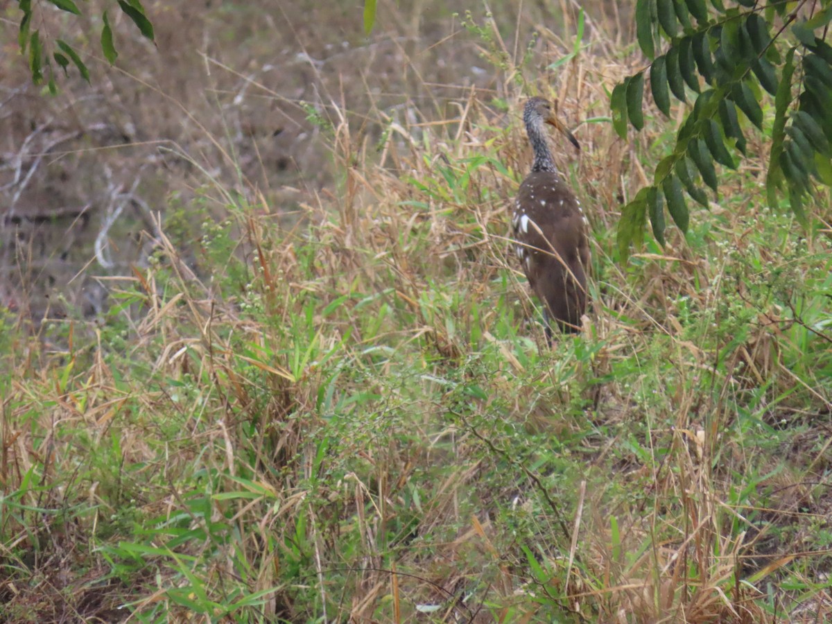 Limpkin - ML609728157