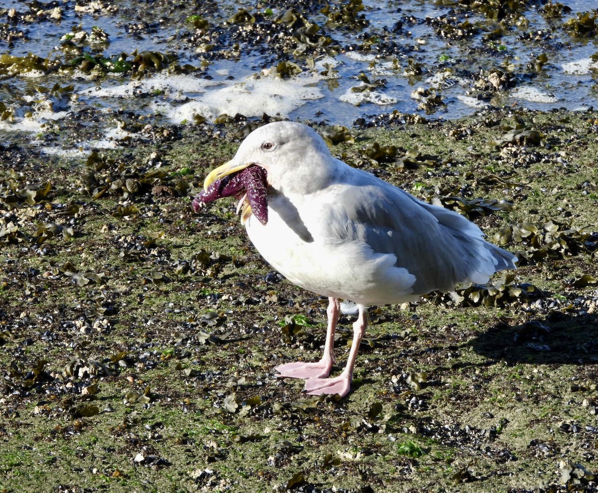 Glaucous-winged Gull - ML609728159