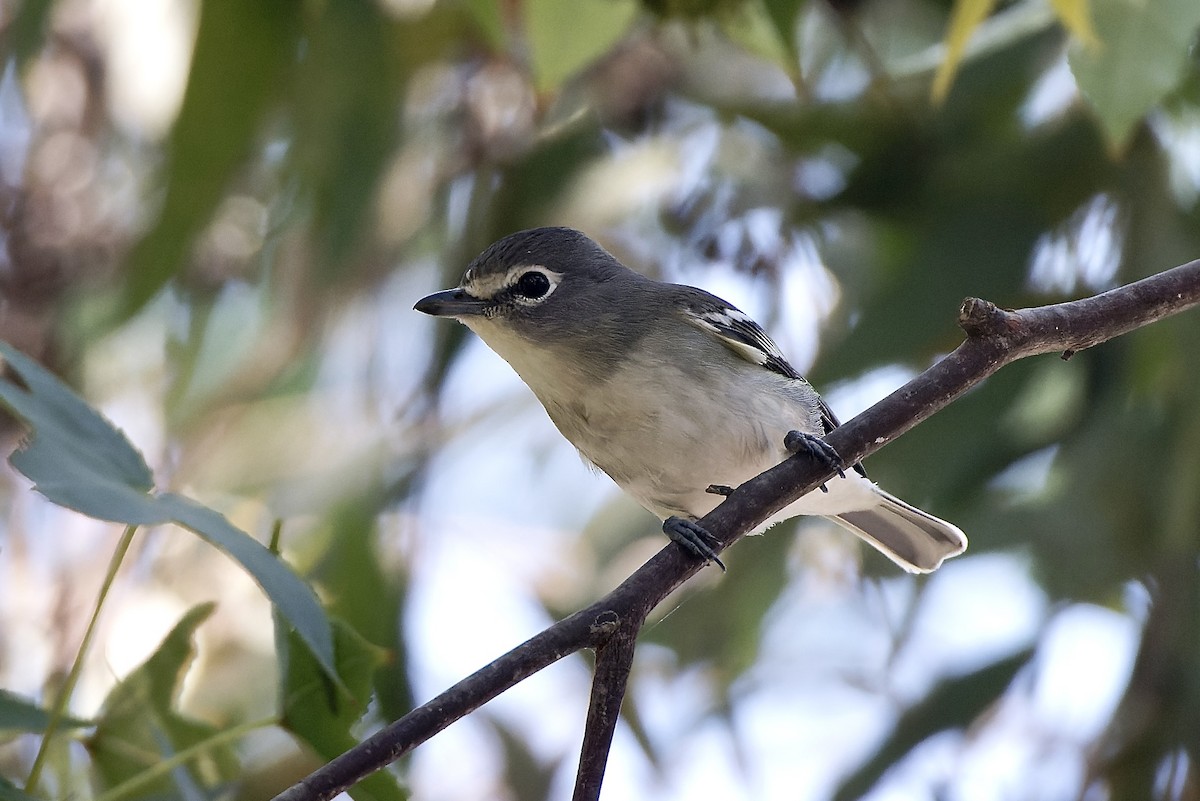 Kurşuni Vireo (plumbeus/gravis) - ML609728185