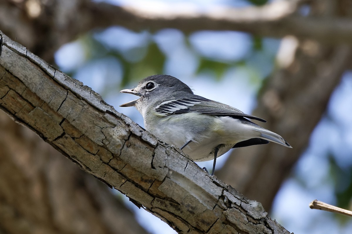 Vireo Plomizo (grupo plumbeus) - ML609728190