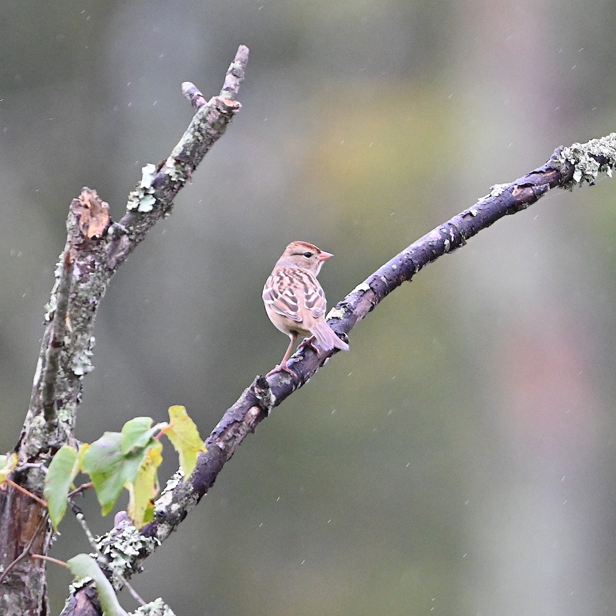 White-crowned Sparrow - ML609728273