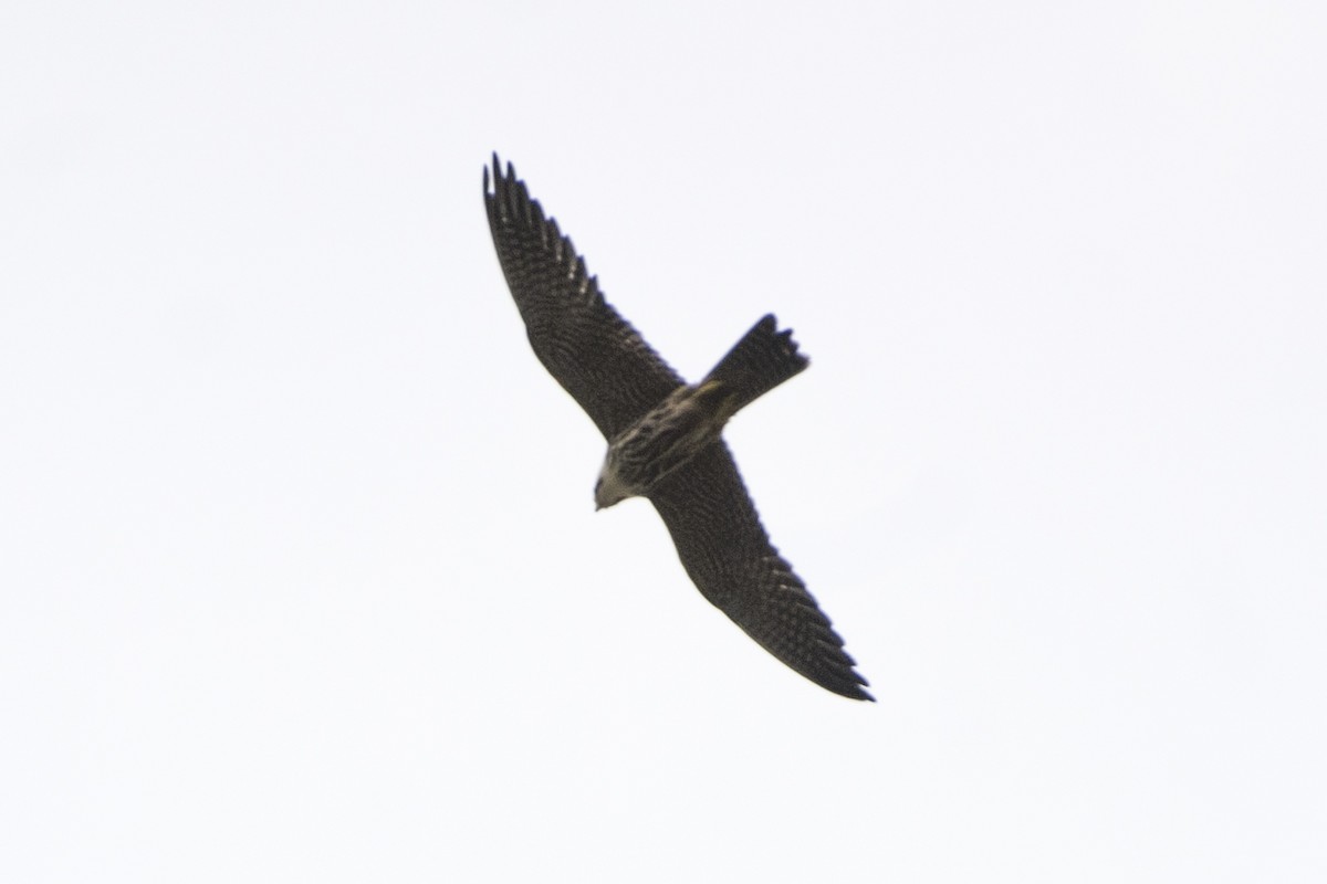 Eurasian Hobby - ML609728283