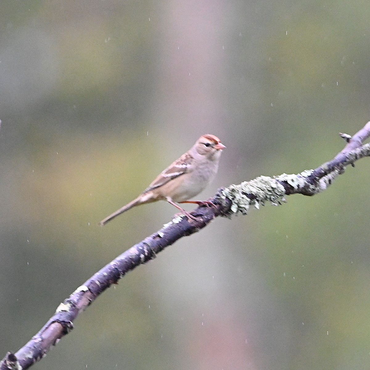 White-crowned Sparrow - ML609728294