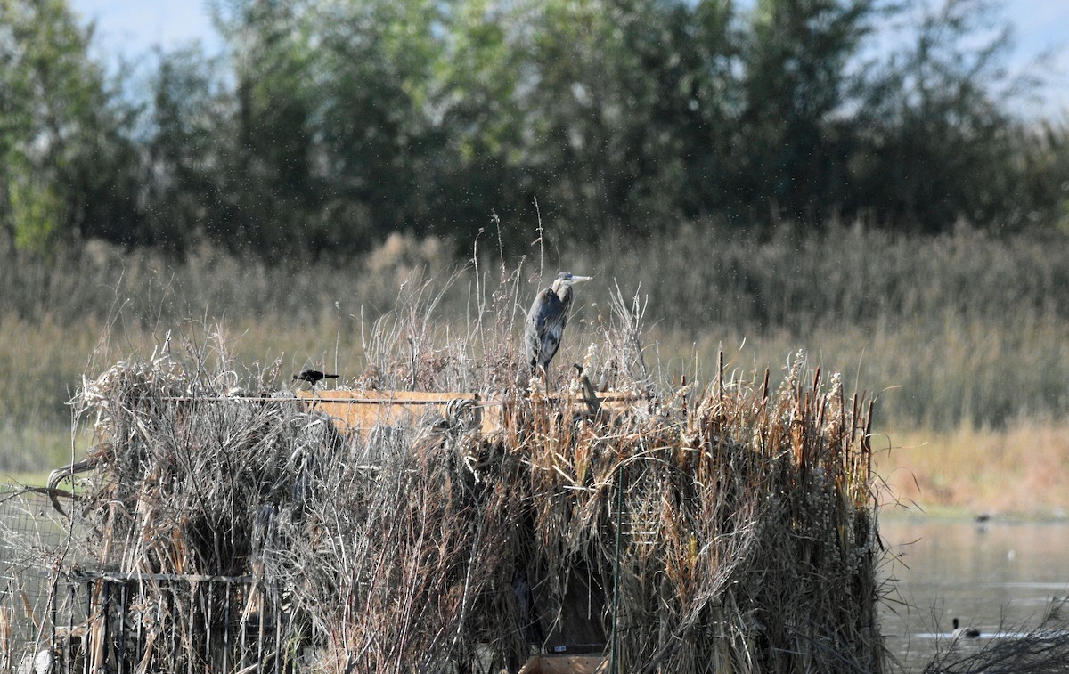 Great Blue Heron - ML609728391