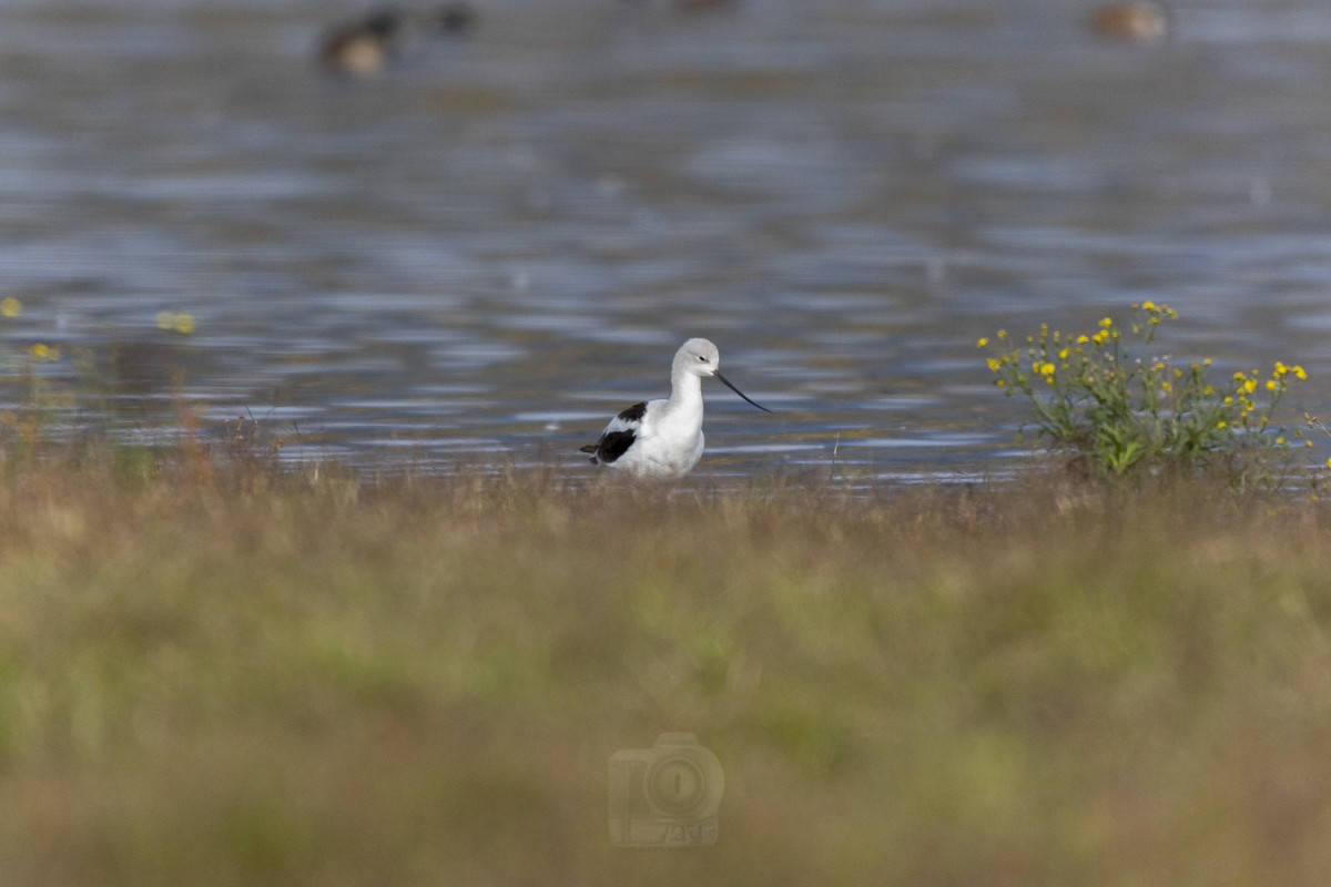 Avocette d'Amérique - ML609728404