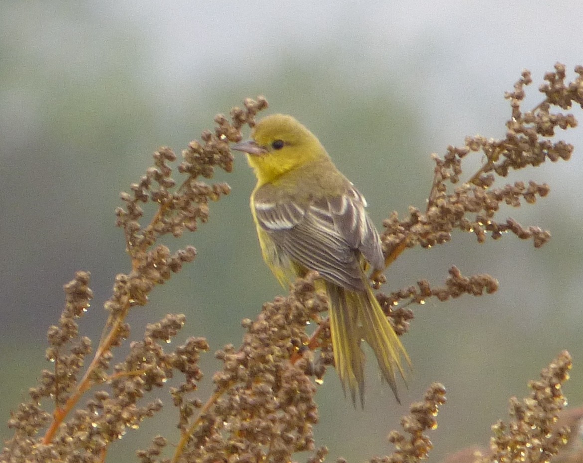 Oriole des vergers - ML609728421