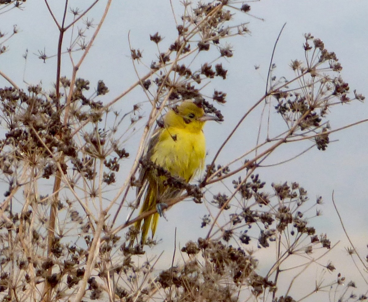 Orchard Oriole - ML609728422